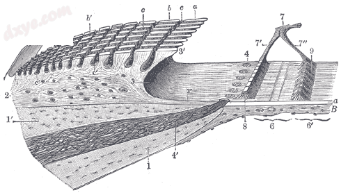 Limbus lamin spiralis and membrana basilaris.png