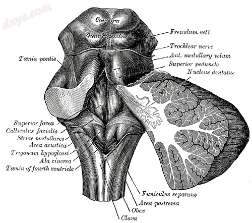 Rhomboid fossa (髓纹 labeled at center left).png