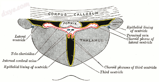 Coronal section of lateral and 第三脑室s.png