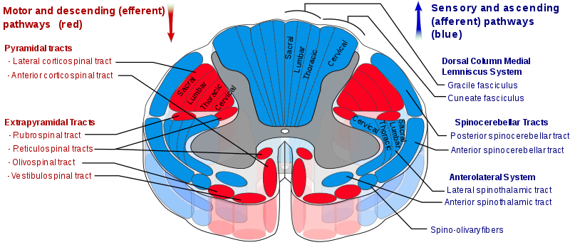 The 丘脑 is connected to the spinal cord via the spinothalamic tract..png