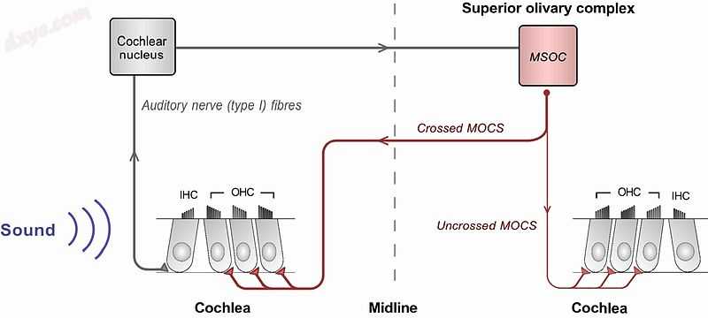 The basic MOC acoustic reflex. The auditory nerve responds to sound, sending a s.jpg