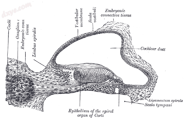 Transverse section of the 耳蜗 duct of a fetal cat. (Ganglion spirale is lab.png