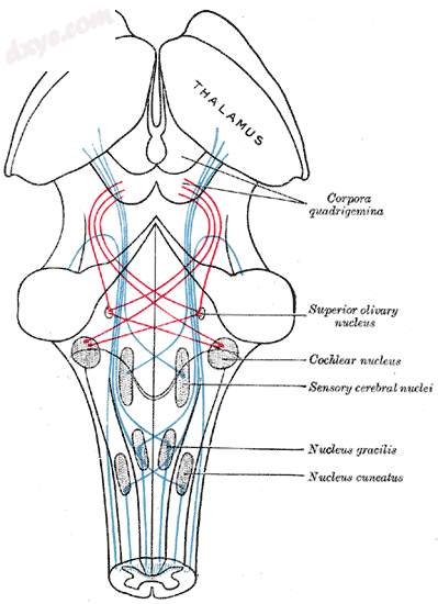 Scheme showing the course of the fibers of the 丘系; medial 丘系 in bl.png