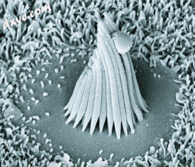A hair cell from a frog sacculus..jpg