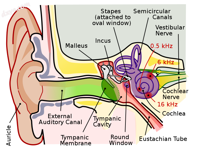 Anatomy of Human Ear with 耳蜗 Frequency Mapping.png