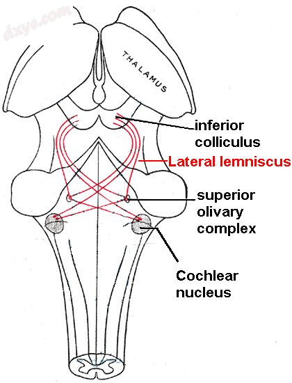 Lateral 丘系 in red, as it connects the 耳蜗 nucleus, superior olivary .png