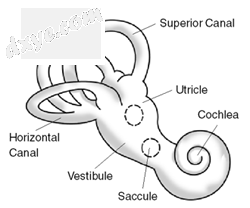 Diagram of vestibular system.png