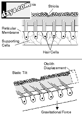 Illustration of the flow of fluid in the ear, which.png