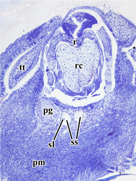 Stato囊肿 (ss) and statolith (sl) inside the head of sea snail Gigantopelta chessoia..png