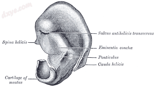 Cranial surface of cartilage of right auricula. (耳轮尾 labeled at bottom.png