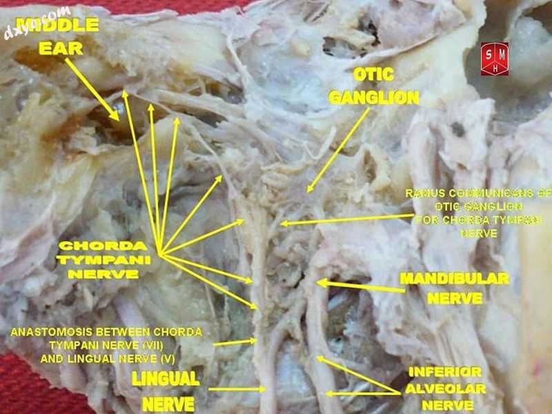 Right 鼓索 nerve, viewed from lateral side.jpg