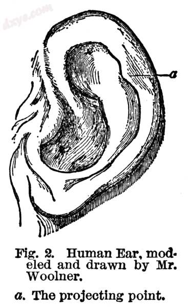 Scan of Figure 2, from Darwin&#039;s Descent of Man, second edition, illustratin.png