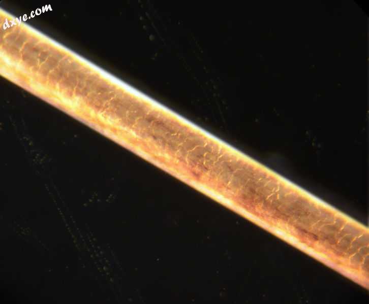 Strand of human hair at 200× magnification.jpg