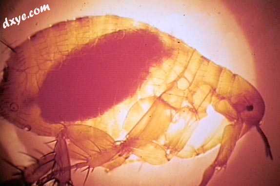 The Oriental rat flea (Xenopsylla cheopsis) engorged with blood after a blood me.jpg