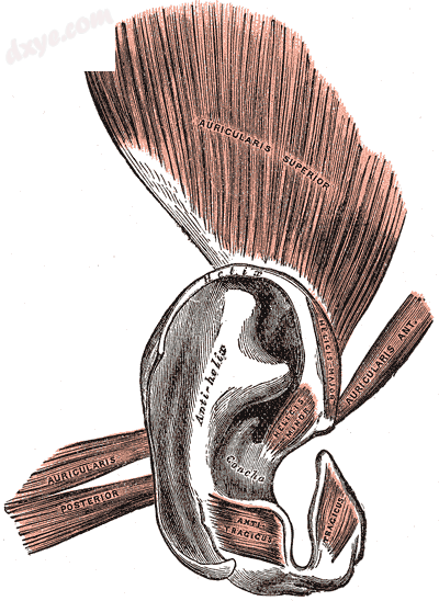 The muscles of the ear (耳轮大肌 visible at center right)..png