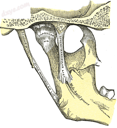 Articulation of the mandible. Medial aspect. (Capsular lig. labeled at center.).png