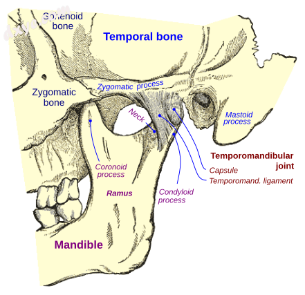 Articulation of the mandible. Lateral aspect..png