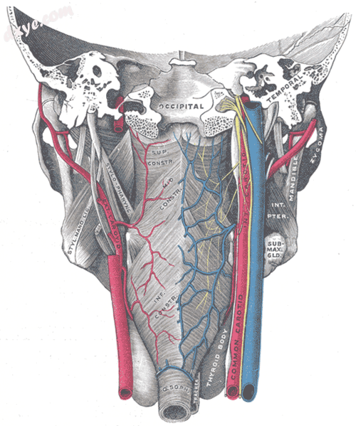 Muscles of the pharynx, viewed from.png