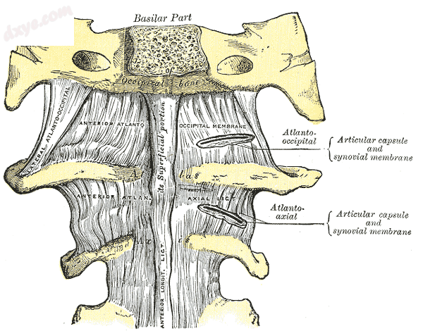 寰枕前膜 and atlantoaxial ligament.png