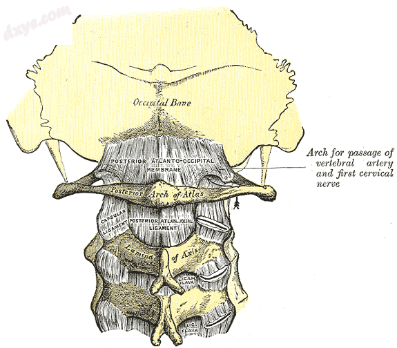 寰枕后膜 and atlantoaxial ligament. (Posterior atlant.png