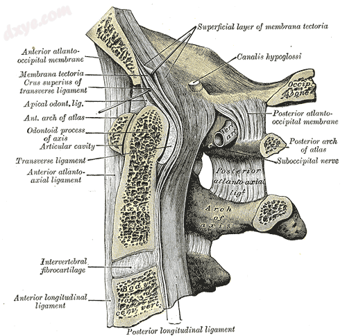 Median sagittal section through the occipital bone and first three cervical vertebr..png