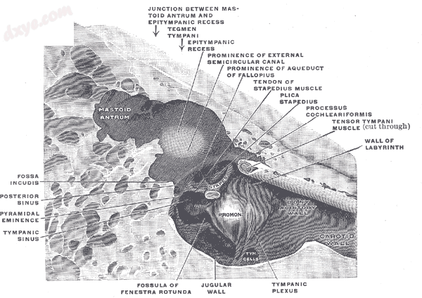 The medial wall and part of the posterior and anterior walls of t.png
