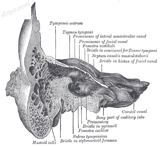 Coronal section of right 颞骨..png