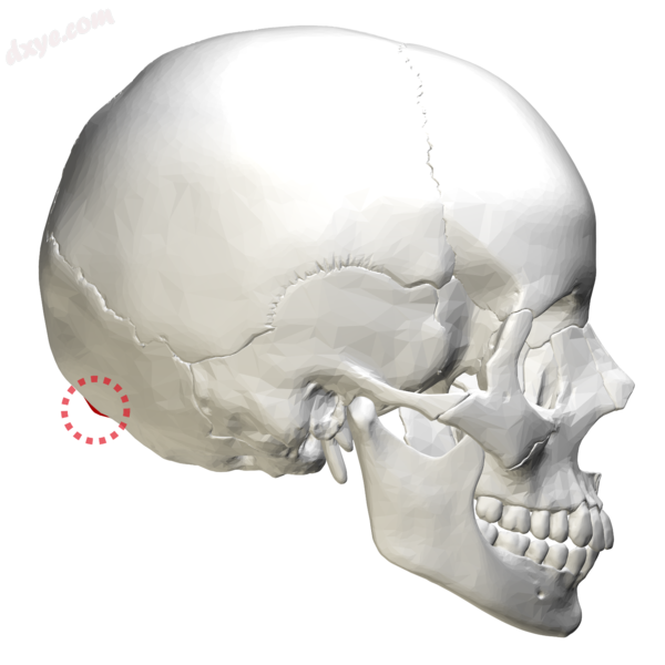 Human skull lateral view. 枕外隆凸 shopital protuberance .png