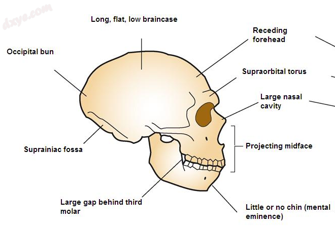 Profile of a Neanderthal skull, with the 枕骨 visible at the back of th.png
