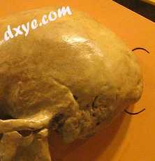 The 枕骨 on a Neanderthal skull.jpg