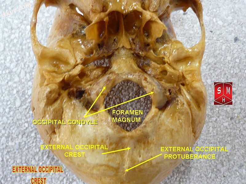 Skull seen from below.jpg