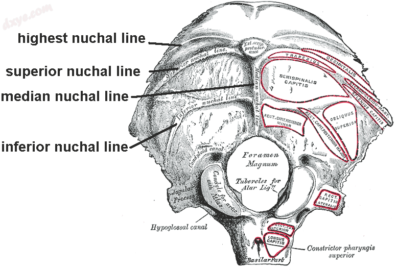 Occipital bone. Outer surface..png
