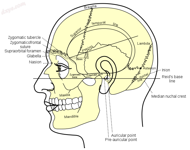 Side view of head, showing surface relations of bones. (Superior and median line.png