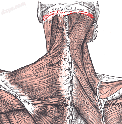 Posterior view of superior nuchal line (labeled in red) and muscles connecting to it..png