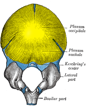 Occipital bone at birth, seen from below. (Squamous part is top half, portion ab.png