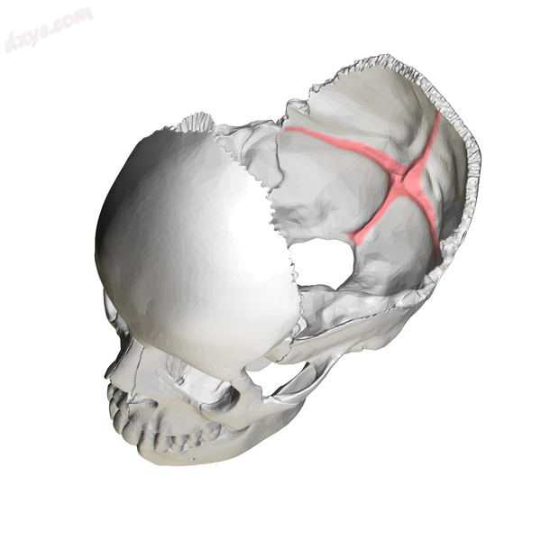 Human skull. Position of 十字隆起 is shown in red..png