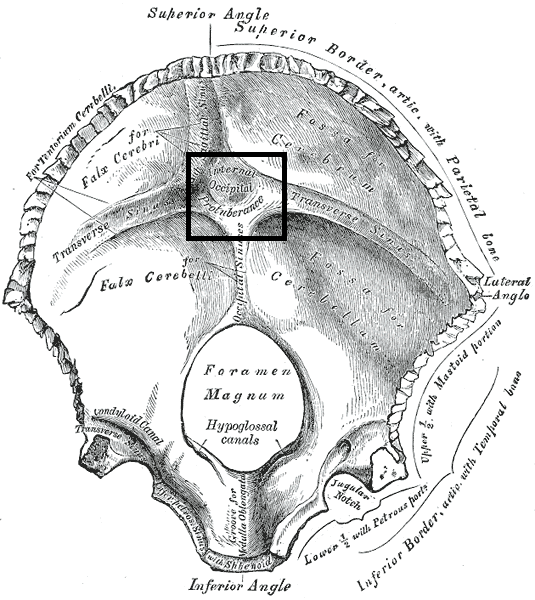 Occipital bone. Inner surface. (枕内隆凸 visible at cente.png