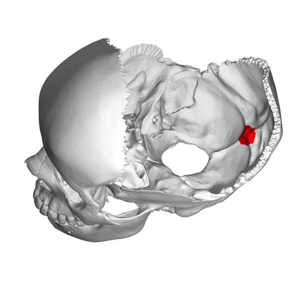 Position of 枕内隆凸 (shown in red). Parietal bones removed..png