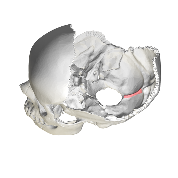 Human skull side view (parietal bones removed). Position of internal occipital c.png
