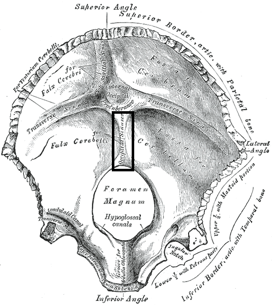 Occipital bone. Inner surface. (Position of 枕内嵴 labeled as .png