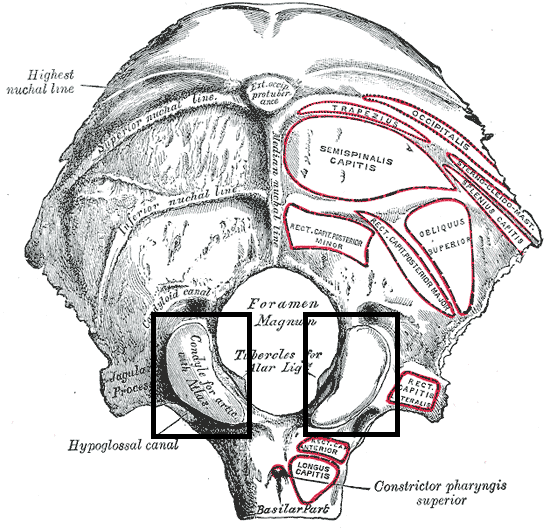 Occipital bone. Outer surface. (Condyle for artic. with atlas labeled at lower left.).png