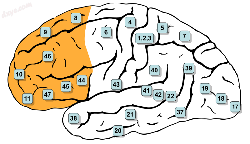 Prefrontal cortex is highlighted in orange. Location of Brodmann&#039;s areas in.png