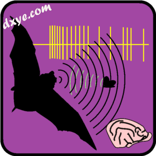 Echolocation in bats is one model system in neuroethology..png