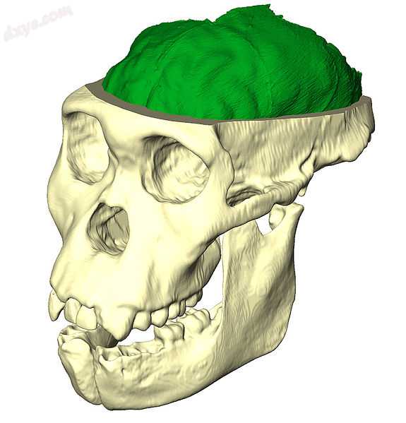 Endocast of Australopithecus sediba.jpg