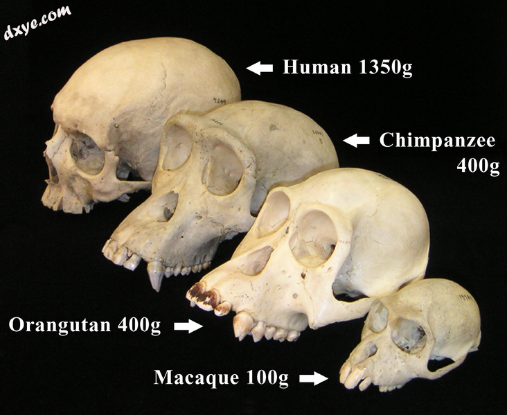 Primate skull series.png