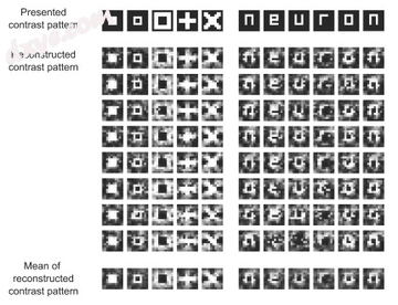 ATR Labs reconstruction of human vision using fMRI (top ro.png