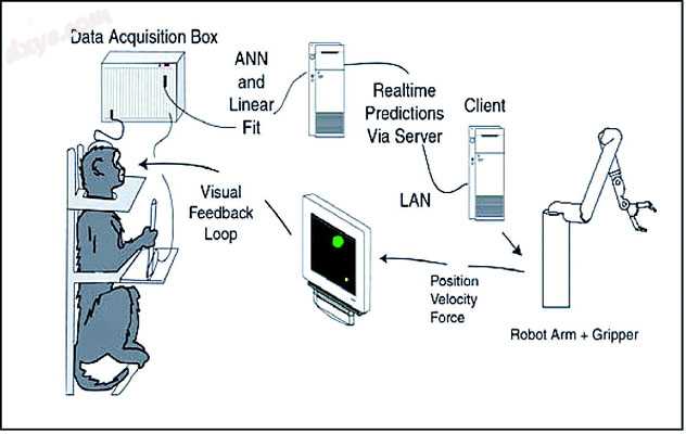 Diagram of the BCI developed by Miguel Nicolelis and colleagues for use on rhesu.jpg