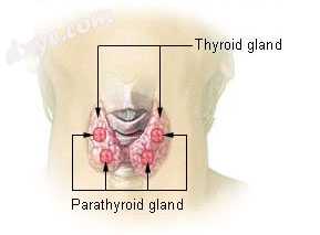 Diagram showing position of the parathyroid glands beside the thyroid.jpg