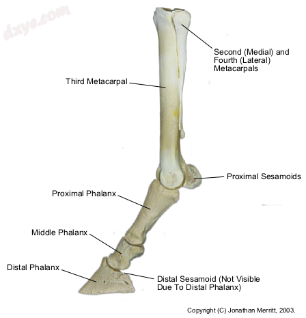 Location of the 籽骨 bones, behind the fetlock..png