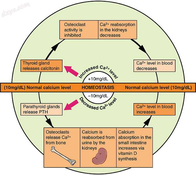 The body regulates calcium homeostasis with two pathways; one is signaled to tur.jpg